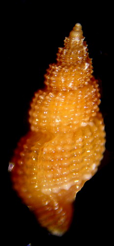 Raphitoma
